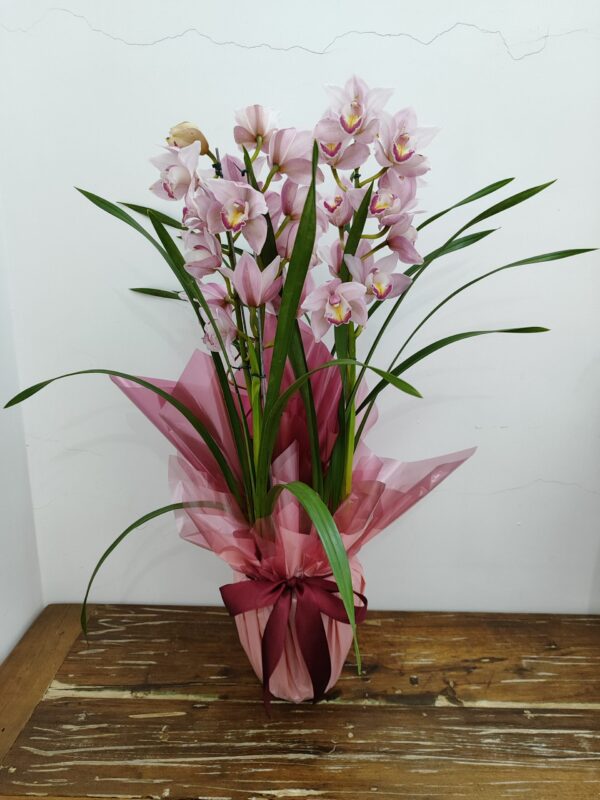 Orquídea Cymbidium - Imagem 3