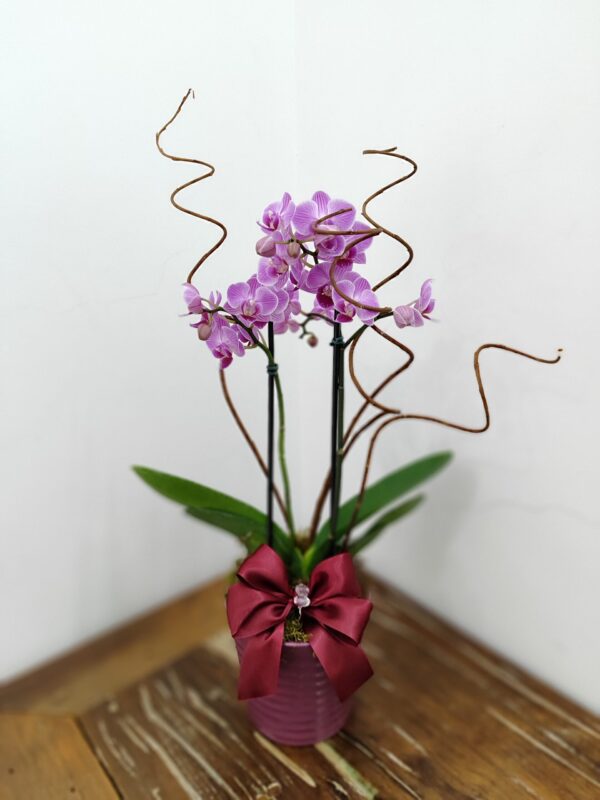 Mini Orquídea Com Cachepot de Cerâmica - Imagem 3