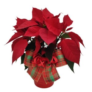 Elegante Poinsettia P
