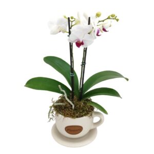 Xícara Plantando Alegria